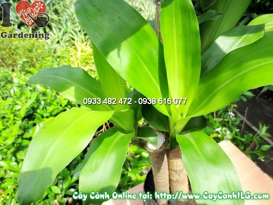 Cây thiết mộc lan 110cm trang trí nội thất văn phòng sảnh công trình