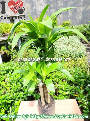 Cây thiết mộc lan 110cm trang trí sảnh văn phòng phong thủy may mắn