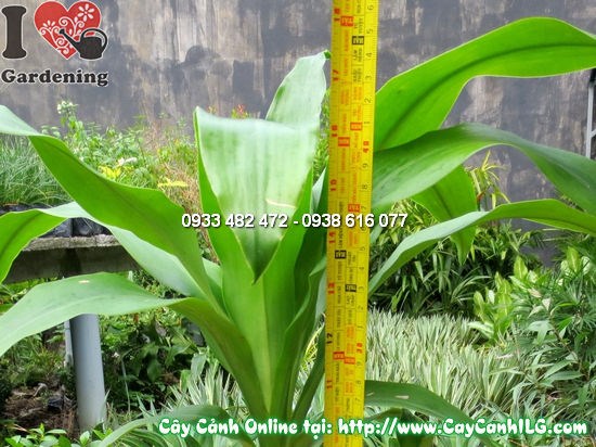 Cây thiết mộc lan 35cm – chịu bóng tốt, thích hợp trang trí nội thất văn phòng