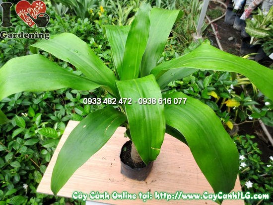 Cây thiết mộc lan 35cm tại vườn ILG – cung cấp sỉ lẻ toàn quốc
