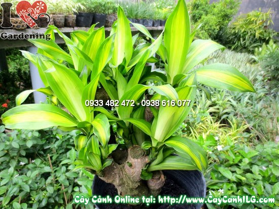 Cây thiết mộc lan gốc 45cm – thân gỗ vững chắc, lá xanh tươi