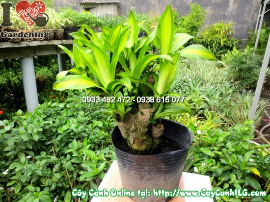 Cây thiết mộc lan gốc 45cm – ý nghĩa phong thủy, lọc không khí