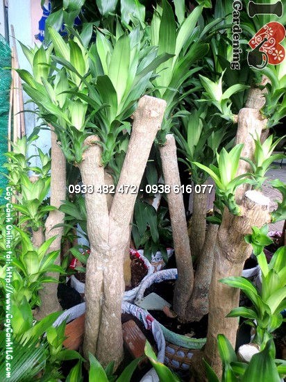 Cây Thiết Mộc Lan Gốc Lớn 1,5m - hoa thơm, tán đẹp