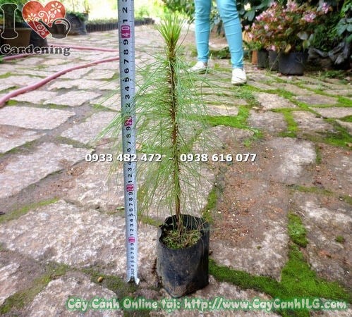 Cây thông ba lá 30cm tán lá kim đặc trưng
