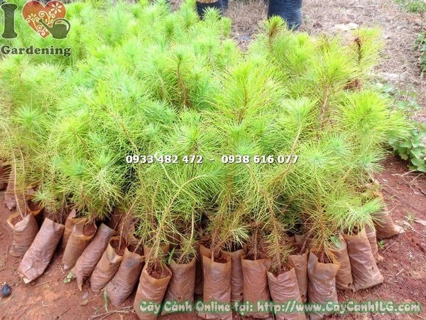 Vườn ươm cây thông ba lá giống tại ILG – chất lượng ổn định