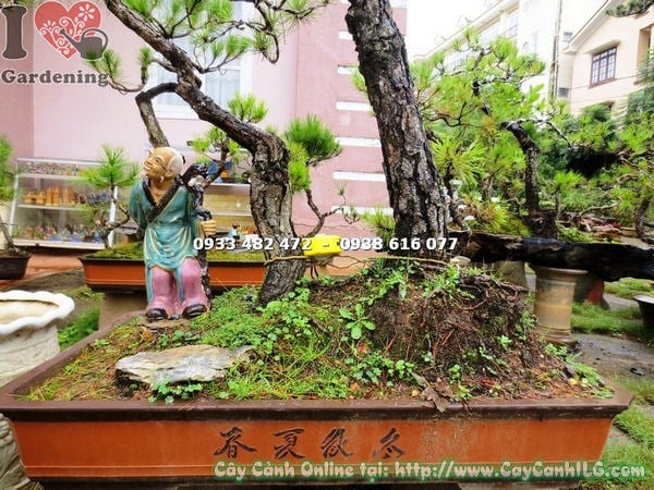 Cây thông bonsai cao 1.2m tạo dáng bonsai nghệ thuật lá kim