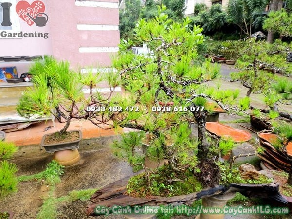 Đặc điểm cây thông bonsai cao 90cm thân gỗ vỏ nâu xám lá kim xanh