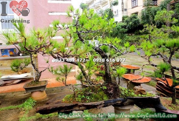 Cây thông bonsai 90cm tán xanh tươi mát dùng trang trí sân vườn