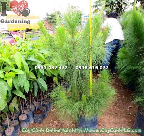 Thông Caribe trồng cảnh quan xanh tươi