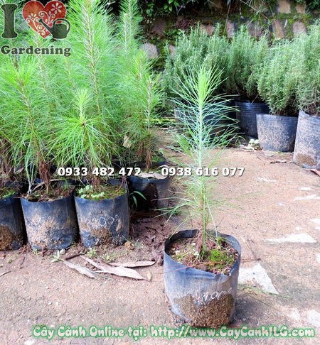 Cây thông caribe cao 30cm dáng đẹp, lá kim xanh bắt mắt