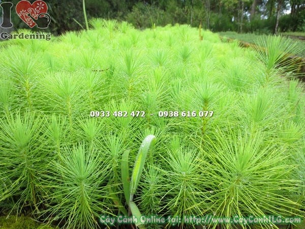 Cây thông giống các loại cao 20cm - Ms 15627 tại vườn ILG
