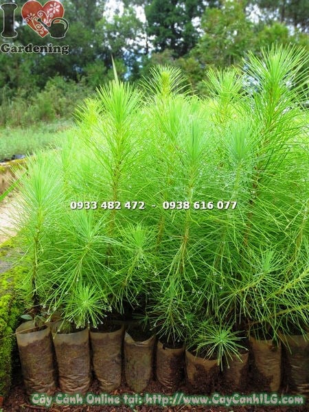 Cây thông giống các loại dễ trồng, dễ chăm sóc
