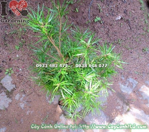 Chăm sóc cây thông lá dẹp giống cao 80cm tại vườn ILG