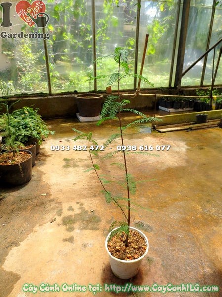 Chi tiết cây Thông Nước Giống 80cm - ILG