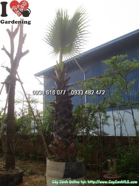 cây thốt nốt lóng 2m cảnh quan công trình