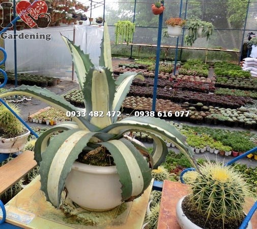 Chăm sóc cây thùa mới – ánh sáng, tưới nước và cắt tỉa