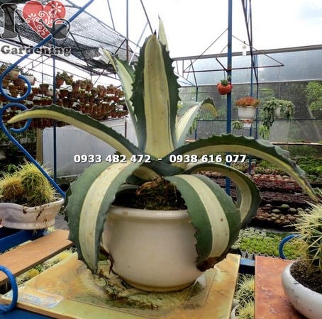 Cây thùa mới phong thủy – ý nghĩa bền bỉ, thịnh vượng