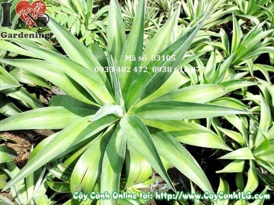 Cây thùa xanh 50cm - lá xanh cứng cáp, phù hợp trồng cảnh quan số lượng lớn
