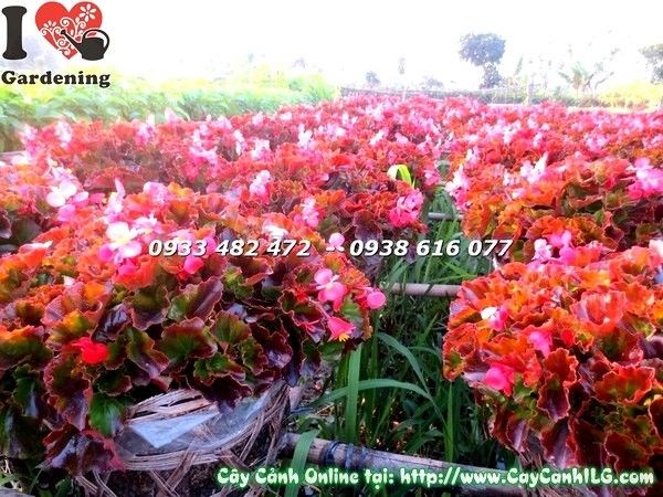 Hình ảnh cây thu hải đường Ms 19238 chụp ngày 29-11 âm lịch