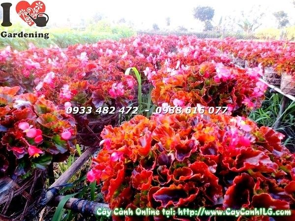 Cây thu hải đường trồng chậu – màu sắc rực rỡ