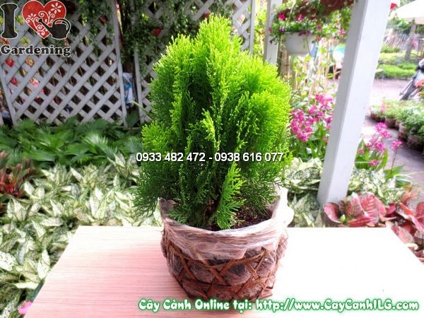Chi tiết lá cây thuộc bài xanh đậm quanh năm