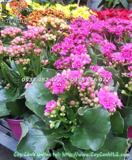 Cây sống đời hoa kép – hoa đẹp rực rỡ