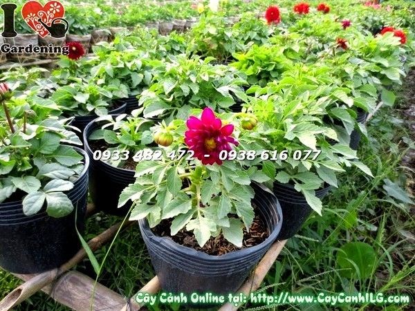 Cây thược dược lùn 15-25cm hoa nhiều màu sắc rực rỡ