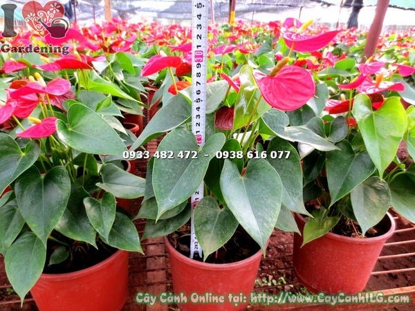 Cây tiểu hồng môn hoa đỏ chậu lớn cao 30cm – Ms 14280