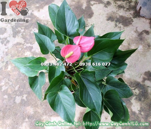 Cây Tiểu Hồng Môn chăm sóc ánh sáng tán xạ