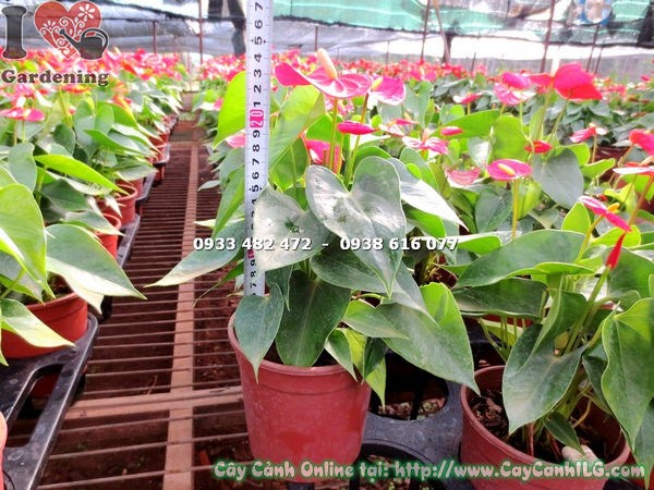 Cây tiểu hồng môn màu hồng cao 30cm – sắc hồng tươi tắn trong chậu kiểng