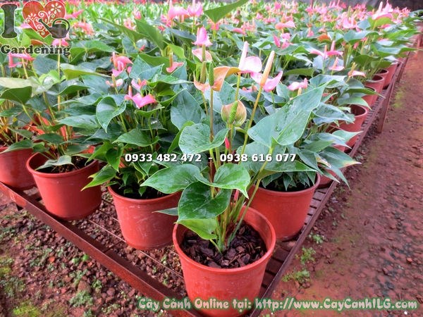 Chi tiết hoa và lá cây tiểu hồng môn màu hồng 30cm