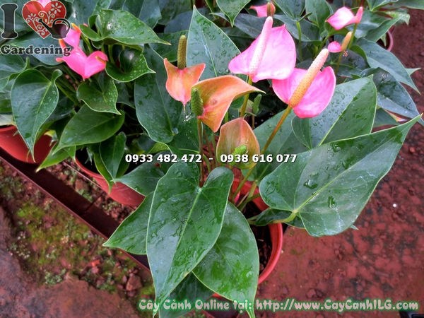 Nhóm chậu cây tiểu hồng môn màu hồng 30cm trang trí không gian