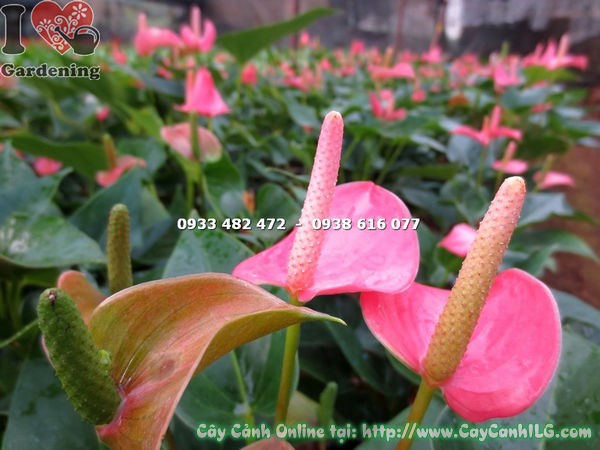 Cây tiểu hồng môn màu hồng 30cm – lá xanh bóng và hoa hồng tươi tắn