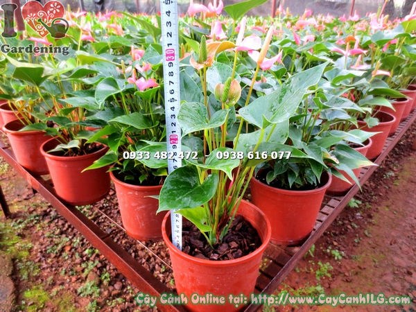 Cây tiểu hồng môn màu hồng cao 30cm – ý nghĩa phong thủy và trang trí nội thất