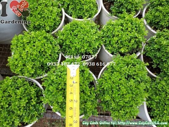 Cây toàn cầu mini đặt bàn trang trí
