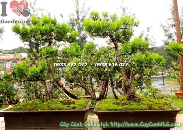 Cây trắc bách diệp bonsai cao 40cm dáng hình tháp đẹp