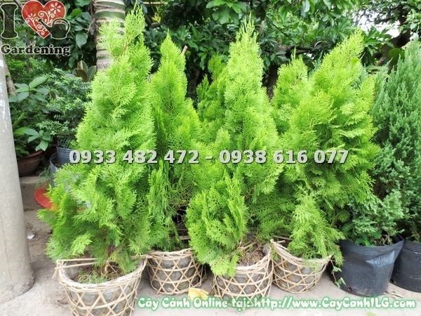 Cây trắc bách diệp trồng hàng rào tạo cảnh quan đẹp