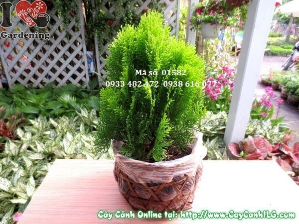 Cây trắc bách diệp nhỏ cao 30cm xinh xắn