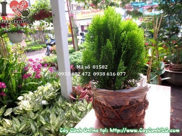 Cây trắc bách diệp cao 30cm thích hợp trang trí ban công