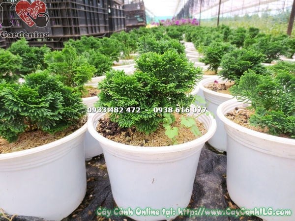 Cây trắc xoắn cao 15cm – Ms 13510