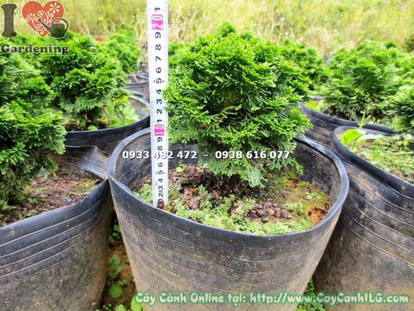 cây trắc xoắn cao 18cm Ms 15125