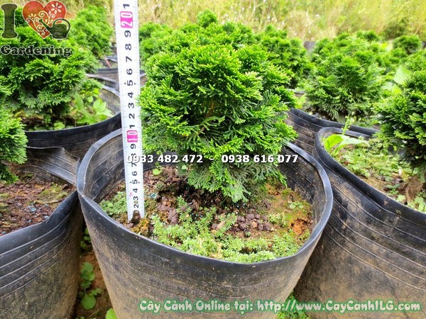 cây trắc xoắn 18cm lá đẹp tạo dáng bonsai