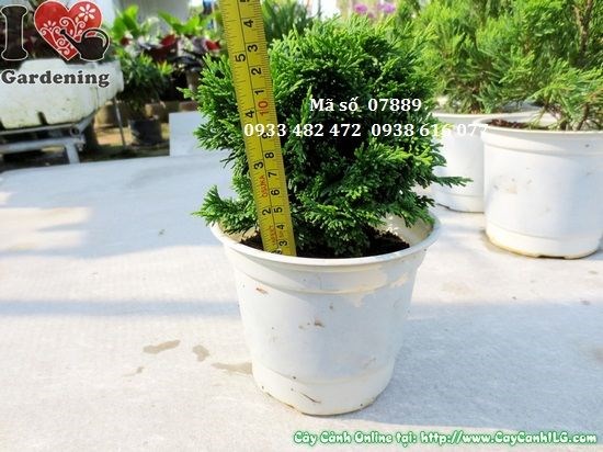 Cây trắc xoắn mini 10cm phù hợp trang trí bàn làm việc và tiểu cảnh