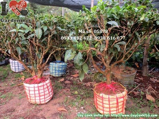 Cây trà gốc – đặc điểm lá và thân gốc đẹp