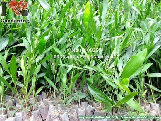 Đặc điểm lá và hoa cây tràm bông vàng giống