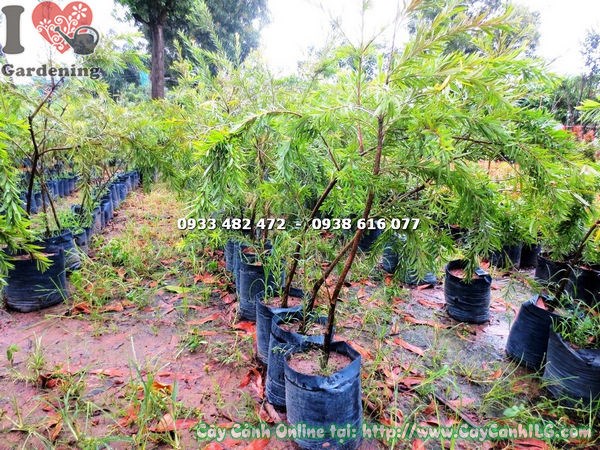 Cây tràm hoa đỏ cao 1,2m - cành rủ tự nhiên đặc trưng