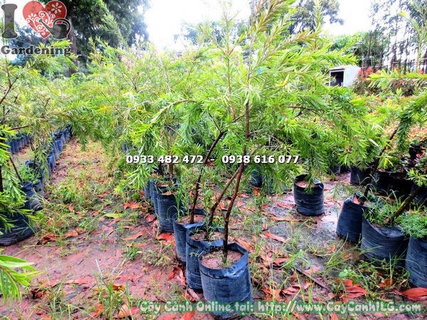 Cây tràm hoa đỏ cao 1m2 - dáng cây đẹp tạo điểm nhấn cảnh quan