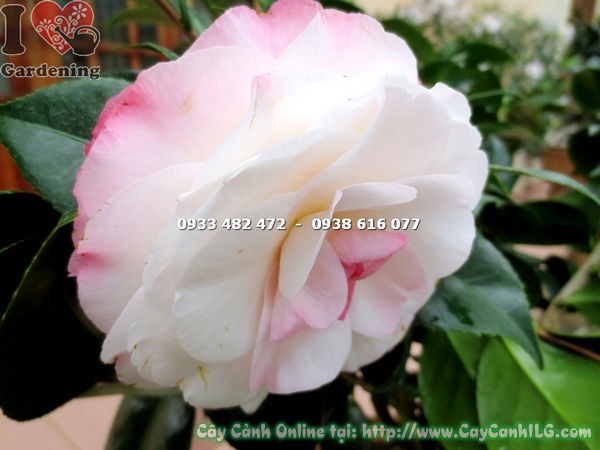 Cây trà mi hoa trắng hồng vô nhị tán lá xanh bóng cao 80cm