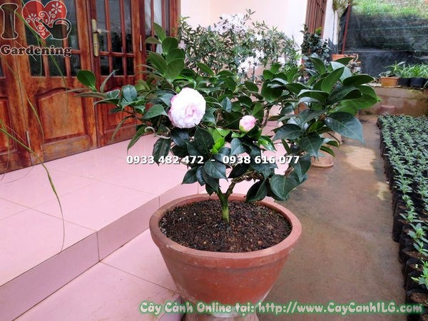 Cây trà mi hoa trắng hồng vô nhị cao 80cm – Ms 16269