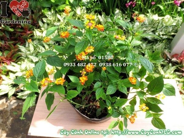 cây trâm ổi 30cm trồng khóm bồn hoa cảnh quan
